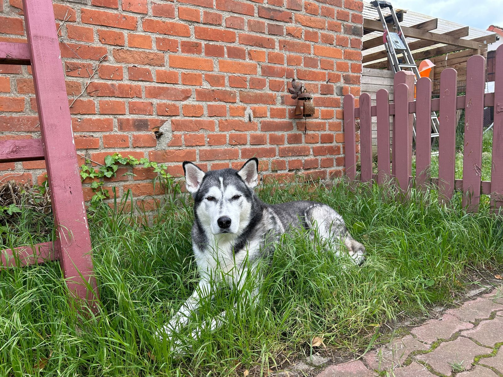 Older Bruno resting in the grass by a brick wall, looking at the camera