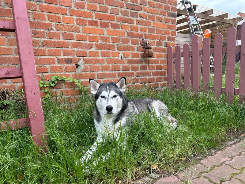 Bruno