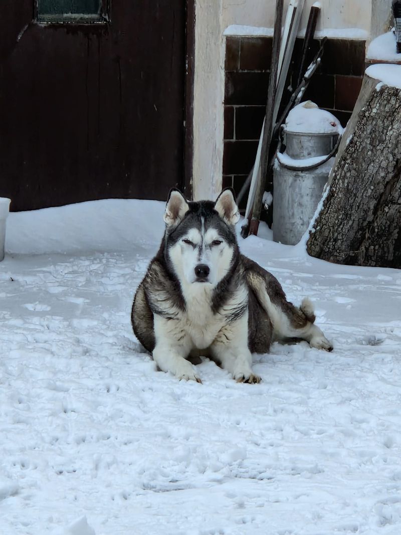 Bruno resting in the snow by the house in January 2026, one of his last winters