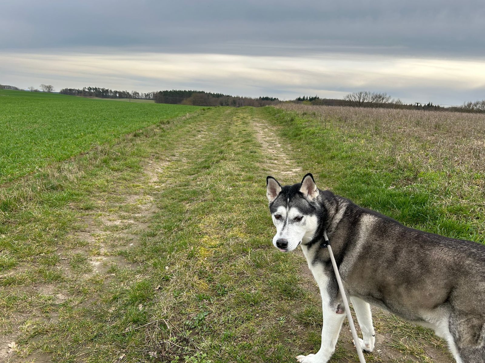 Bruno on a walk, pausing to look back over his shoulder under a wide open sky