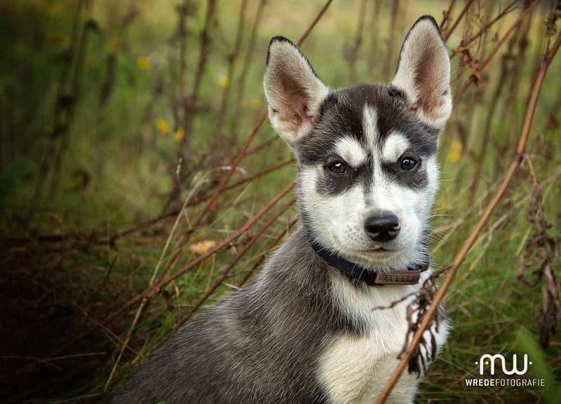 Bruno as a Siberian husky puppy, 2013 (photo: Wrede Fotografie)