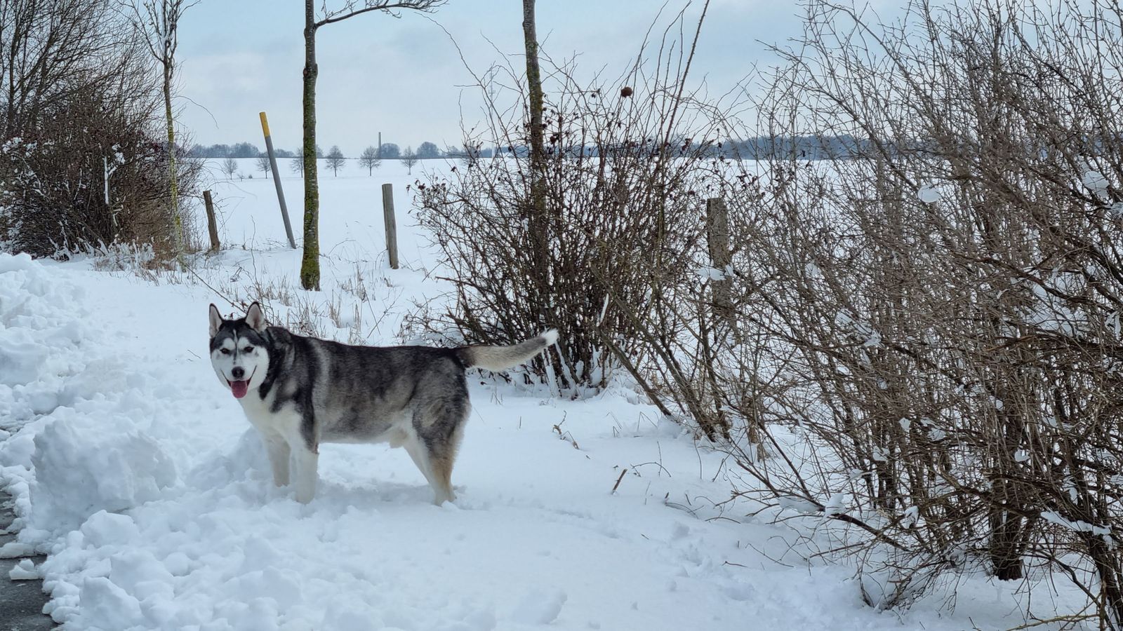 Bruno standing in fresh snow with his tongue out, in his element, 2023