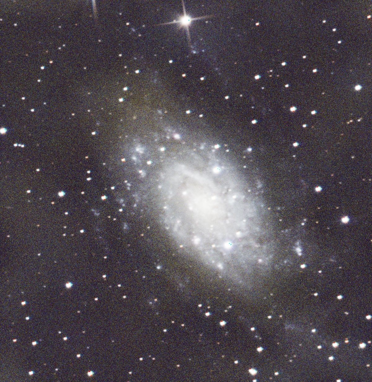 The spiral galaxy NGC 2403 in Camelopardalis, showing loosely-wound arms studded with pink hydrogen star-forming regions