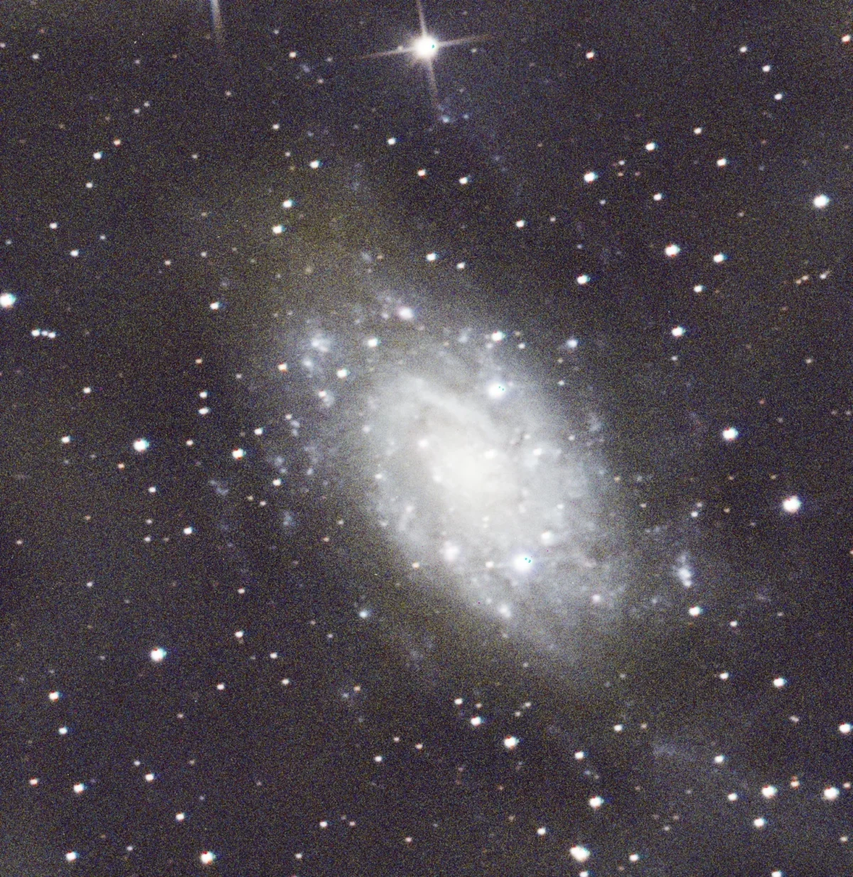 The spiral galaxy NGC 2403 in Camelopardalis, showing loosely-wound arms studded with pink hydrogen star-forming regions